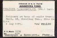 Hemistropharia albocrenulata image