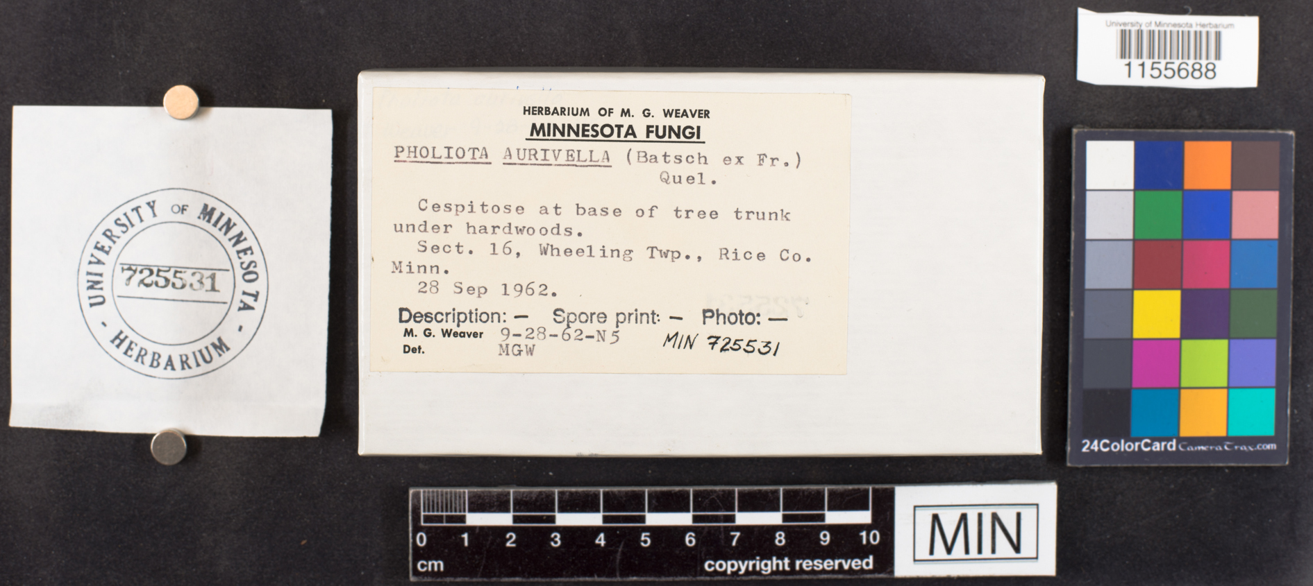 Pholiota aurivella image