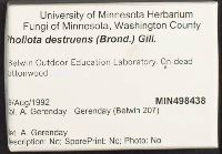 Hemipholiota populnea image