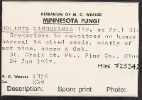 Pholiota highlandensis image