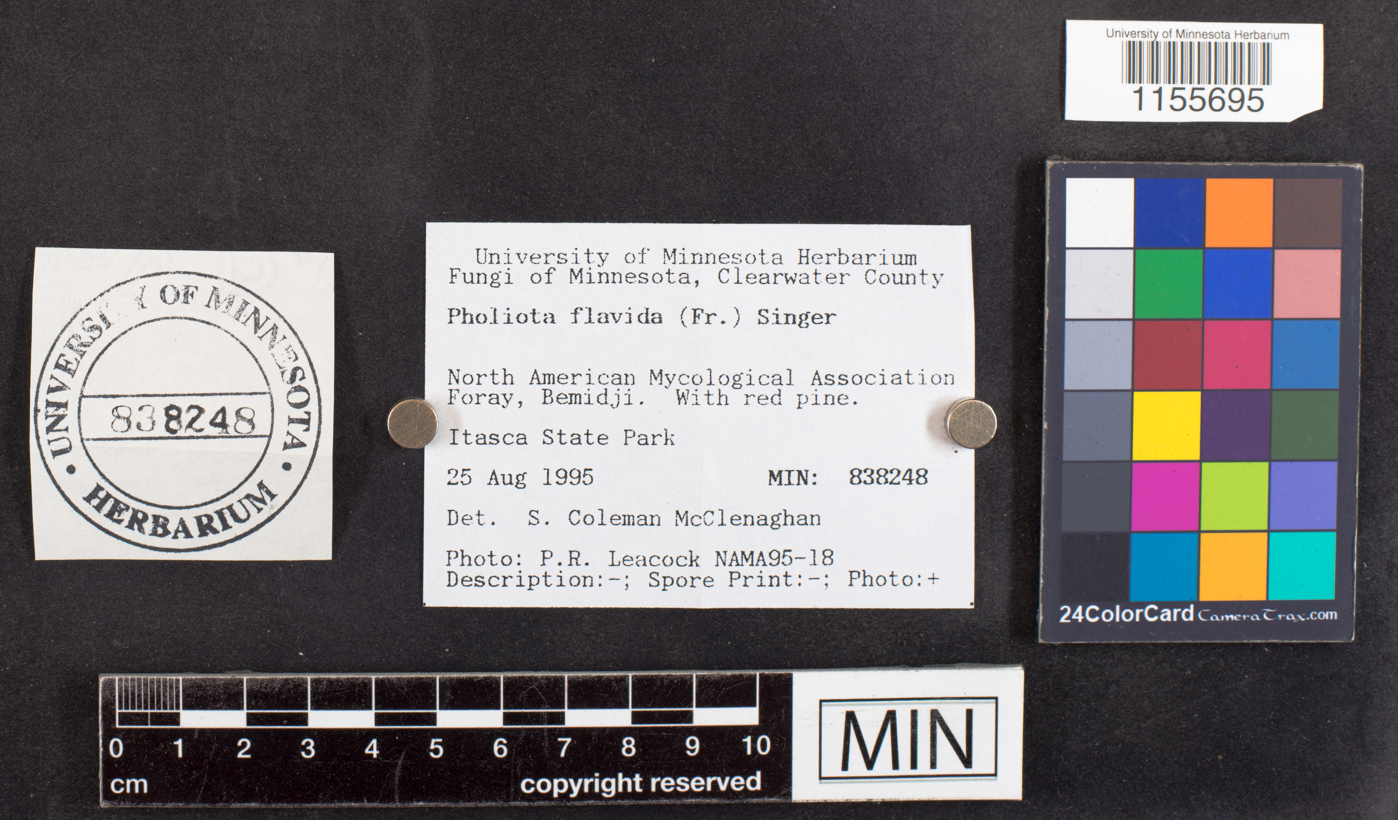 Pholiota flavida image