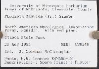 Pholiota flavida image