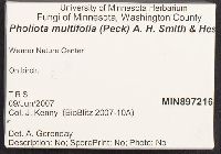 Pholiota multifolia image