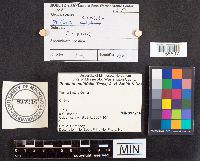 Pholiota multifolia image