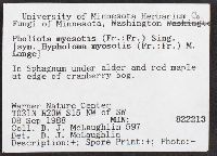 Phaeonematoloma myosotis image