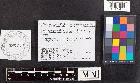 Phaeonematoloma myosotis image