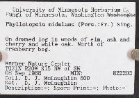 Phyllotopsis nidulans image
