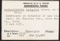 Phyllotopsis nidulans image
