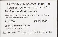 Phylloporus rhodoxanthus image