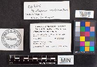 Phylloporus rhodoxanthus image