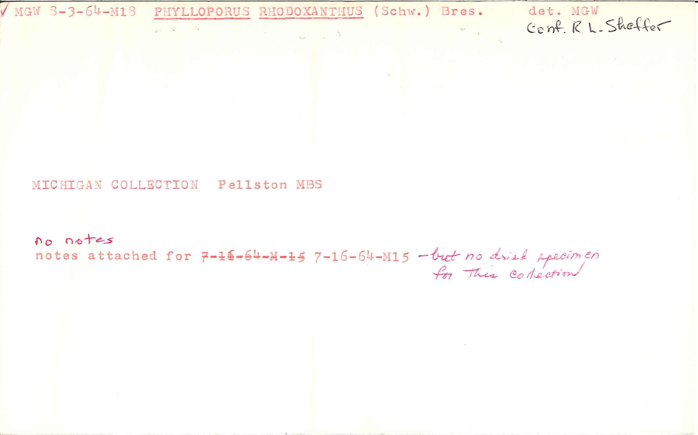 Phylloporus rhodoxanthus image