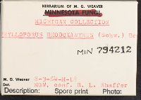 Phylloporus rhodoxanthus image