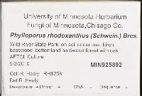 Phylloporus rhodoxanthus image