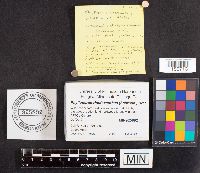 Phylloporus rhodoxanthus image