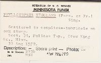 Phyllotopsis nidulans image