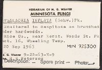 Physalacria inflata image
