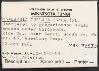 Physalacria inflata image