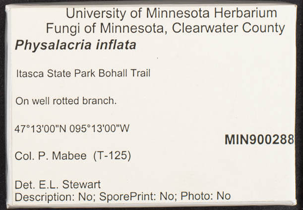 Physalacria inflata image