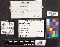 Physalacria inflata image