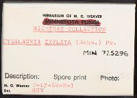 Physalacria inflata image