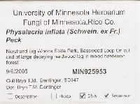 Physalacria inflata image