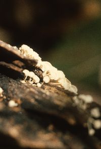 Physalacria inflata image