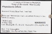 Physalacria inflata image