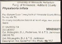 Physalacria inflata image