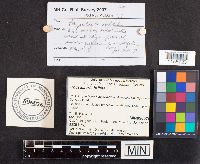 Physalacria inflata image