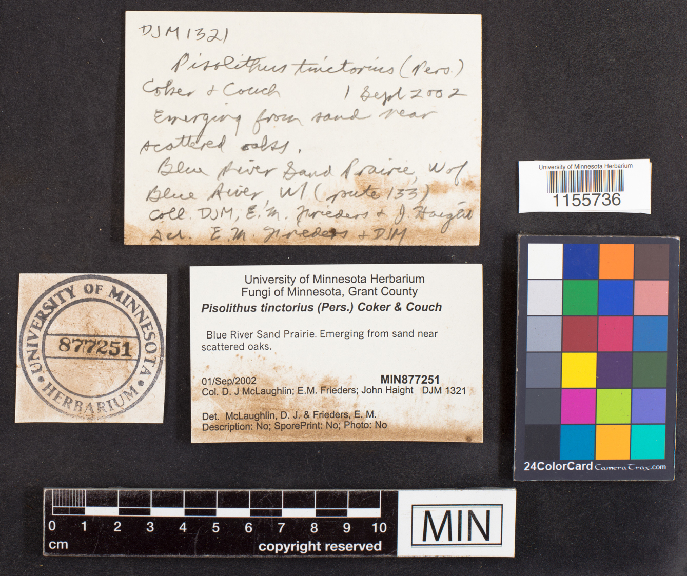 Pisolithus arhizus image