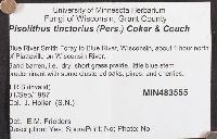 Pisolithus arhizus image