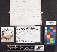 Pisolithus arhizus image