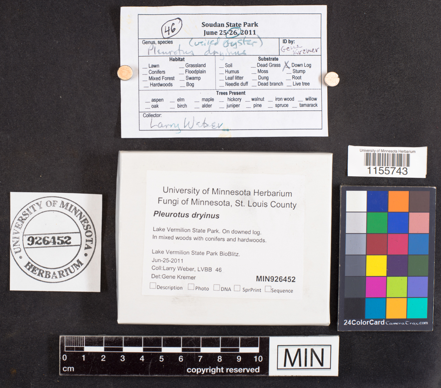 Pleurotus dryinus image