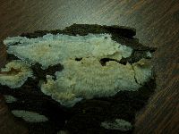 Phlebia tremellosus image
