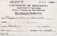 Ischnoderma resinosum image