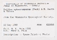 Paragyrodon sphaerosporus image