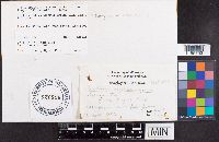 Paragyrodon sphaerosporus image