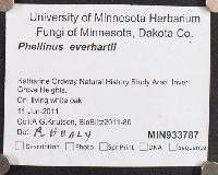 Phellinus everhartii image