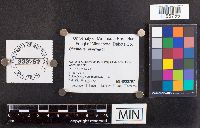 Phellinus everhartii image