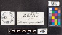 Plicaturopsis crispa image