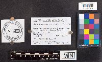 Plicaturopsis crispa image
