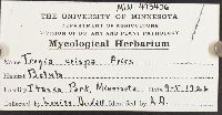 Plicaturopsis crispa image