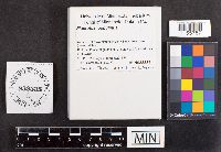 thumbnail image of current specimen