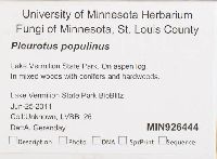 Pleurotus populinus image