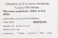 Pleurotus populinus image