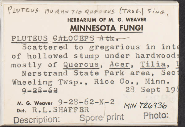 Pluteus aurantiorugosus image