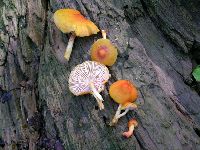 Pluteus aurantiorugosus image