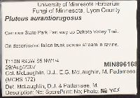 Pluteus aurantiorugosus image