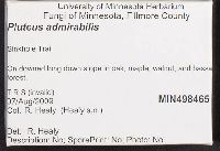 Pluteus admirabilis image