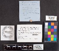 Pluteus admirabilis image